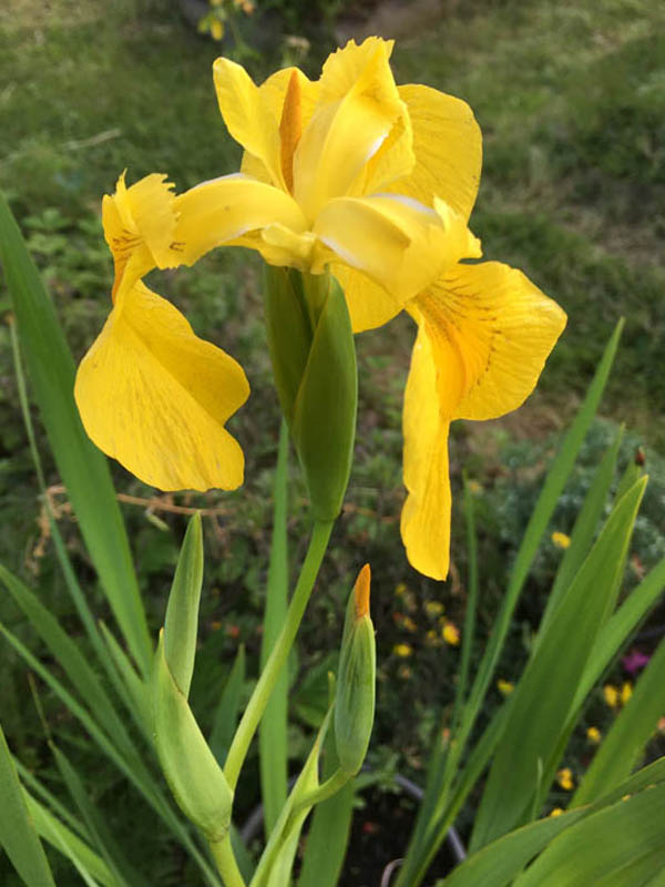 Iris pseudacorus